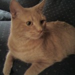 Chubby Kitty