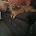 Chubby Kitty likey couchy Chubby Kitty likey couchy