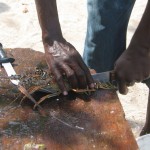 Lobster Processing Lobster Processing