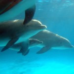 Dolphin Calf