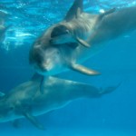 Dolphin Calf 2