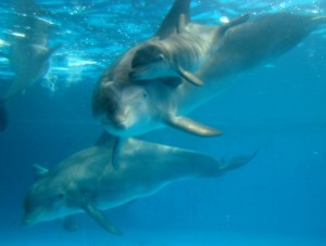 Dolphin Calf 2 Dolphin Calf 2