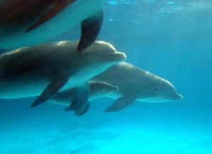 Dolphin Calf
