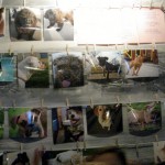 Wall o' dogs Wall o' dogs