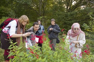 Urban Foraging in Baltimore: or, Hey this Superfundberry tastes great!