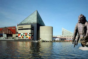 The National Aquarium’s 30th anniversary – celebration suggestions